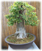 Bonsai Hainbuche